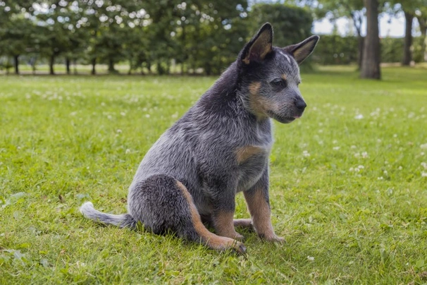 Australian Cattle Dog Dogs Breed - Information, Temperament, Size & Price | Pets4Homes