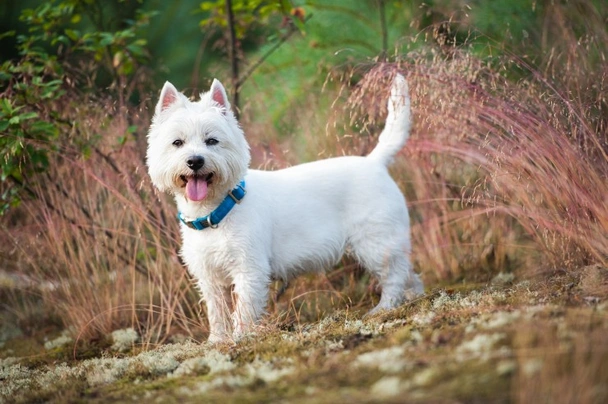 West Highland Terrier Dogs Breed - Information, Temperament, Size & Price | Pets4Homes