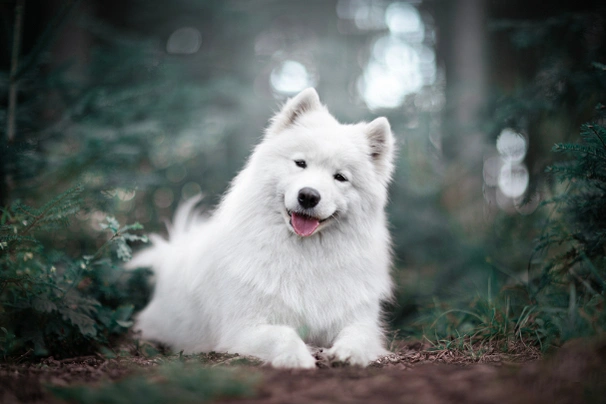 Samoyedo Dogs Raza - Características, Fotos & Precio | MundoAnimalia