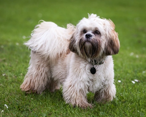 Tibetan Terrier Dogs Breed - Information, Temperament, Size & Price ...