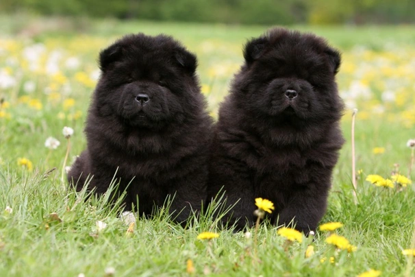 Chow chow deals dog white price