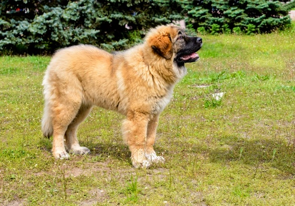 Caucasian shepherd hot sale dog cost