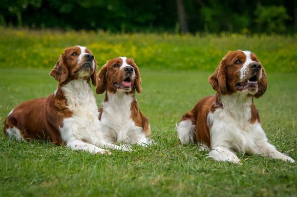 Welsh Springer Spaniel Dogs Raza - Características, Fotos & Precio | MundoAnimalia