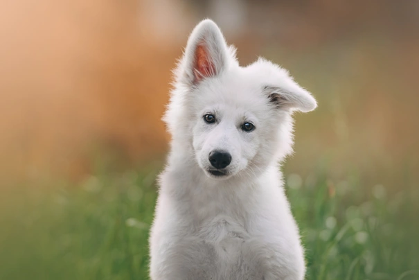 Bílý švýcarský ovčák Dogs Informace - velikost, povaha, délka života & cena | iFauna