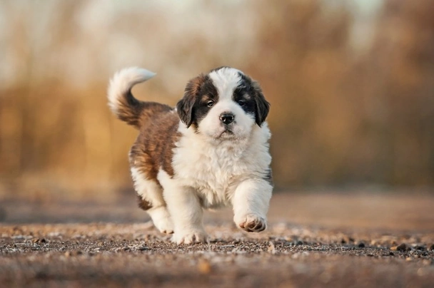 Long haired shop st bernard puppies