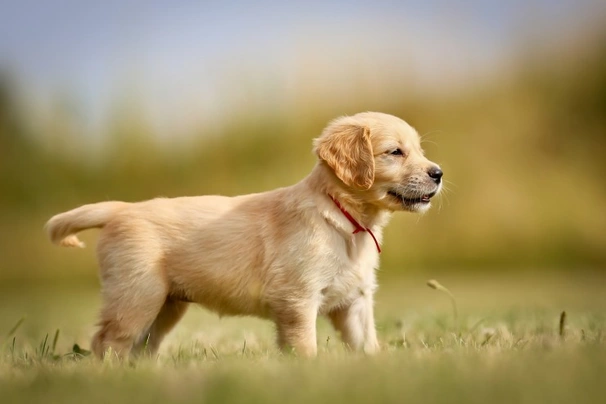 Zlatý retrívr Dogs Informace - velikost, povaha, délka života & cena | iFauna