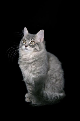RagaMuffin Cats Breed | Facts, Information and Advice | Pets4Homes