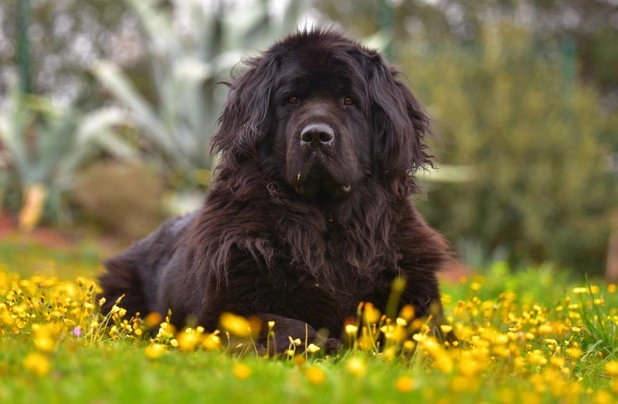 Newfoundland Dogs Breed - Information, Temperament, Size & Price | Pets4Homes