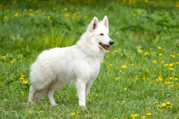 Bílý švýcarský ovčák Dogs Plemeno / Druh: Povaha, Délka života & Cena | iFauna