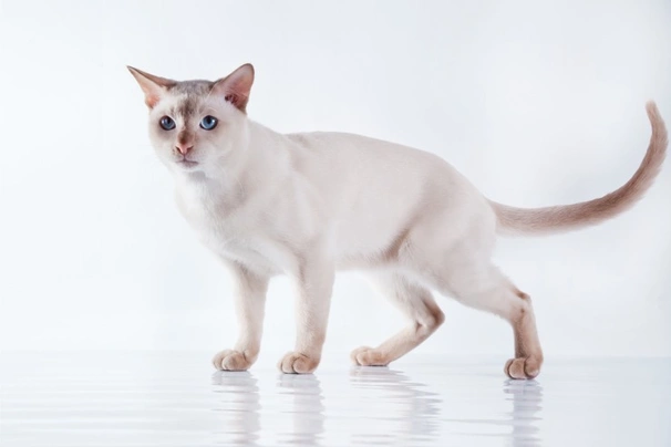 Tonkinese Cats Breed | Facts, Information and Advice | Pets4Homes