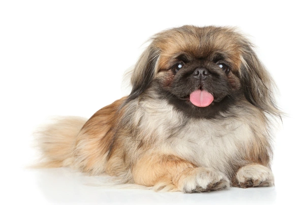 Pekingese 2024 separation anxiety