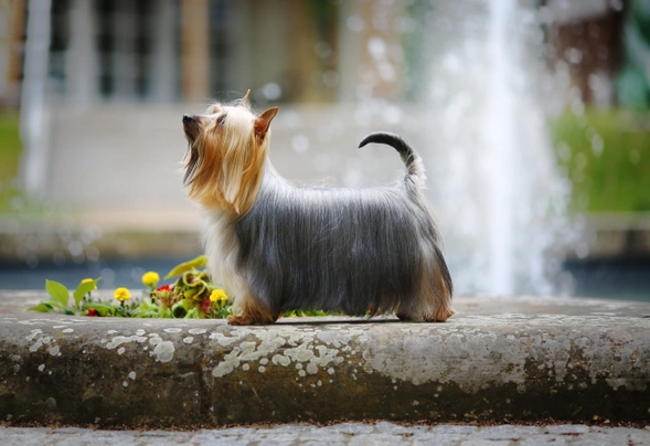 Australský silky teriér Dogs Plemeno / Druh: Povaha, Délka života & Cena | iFauna