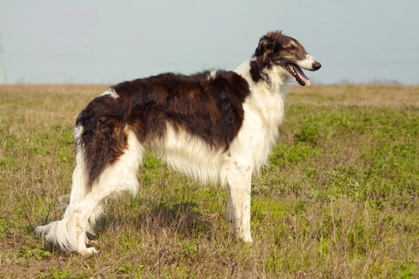 Borzoi Dogs Raza - Características, Fotos & Precio | MundoAnimalia