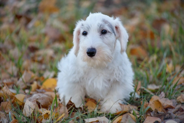 Sealyham Terrier Dogs Breed - Information, Temperament, Size & Price | Pets4Homes