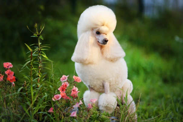 Miniature 2024 poodle price