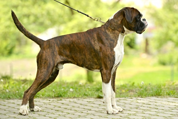 Boxer puppies with store tails