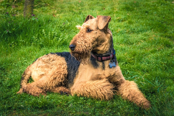 Airedale Terrier Dogs Raza - Características, Fotos & Precio | MundoAnimalia