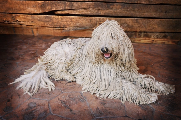 Komondor Dogs Raza - Características, Fotos & Precio | MundoAnimalia