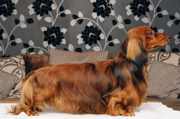 Dachshund Dogs Breed - Information, Temperament, Size & Price | Pets4Homes