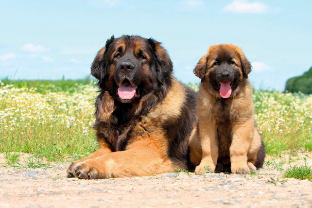 Leonberger Dogs Informace - velikost, povaha, délka života & cena | iFauna