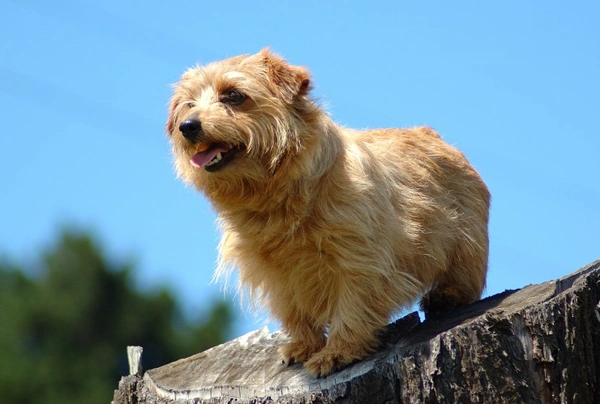 Norfolk Terriër Dogs Ras: Karakter, Levensduur & Prijs | Puppyplaats