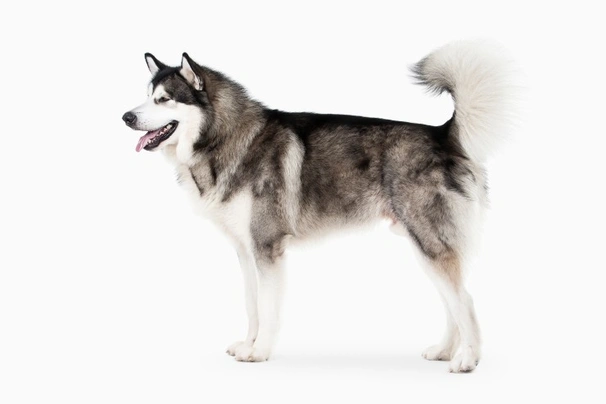 Alaskan Malamute Dogs Breed - Information, Temperament, Size & Price | Pets4Homes