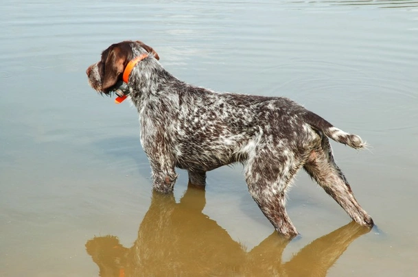 Německý drátosrstý ohař Dogs Informace - velikost, povaha, délka života & cena | iFauna