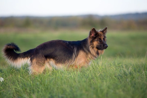 Medium coat german shepherd cheap price