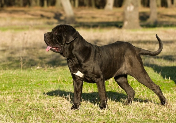 Mastino Napoletano Dogs Ras: Karakter, Levensduur & Prijs | Puppyplaats