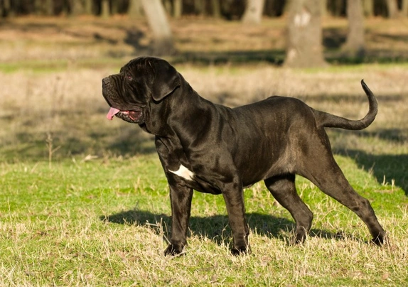 Grey, black and brown puppies breed Neapolitana Mastino. Dog