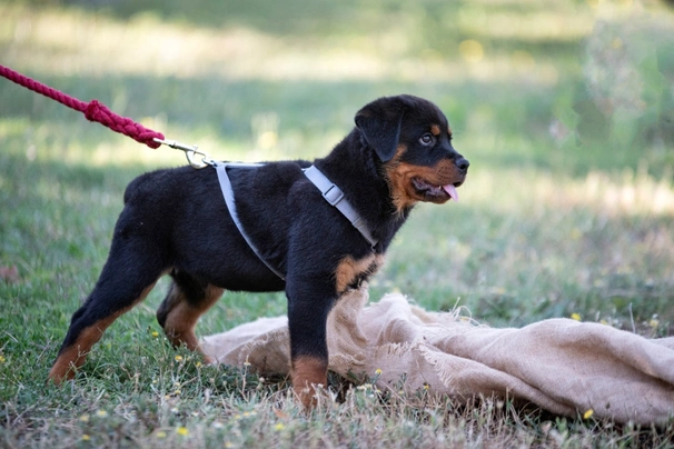 Rottweiler back legs not hot sale working