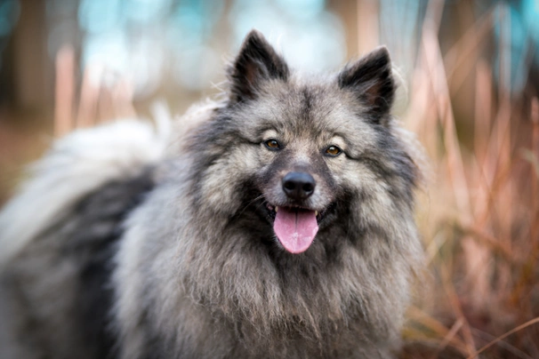 Keeshond best sale poodle mix