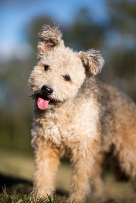 Pumi Dogs Plemeno / Druh: Povaha, Délka života & Cena | iFauna