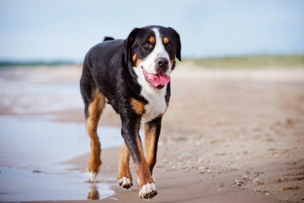 Greater Swiss Mountain Dog Dogs Breed - Information, Temperament, Size & Price | Pets4Homes