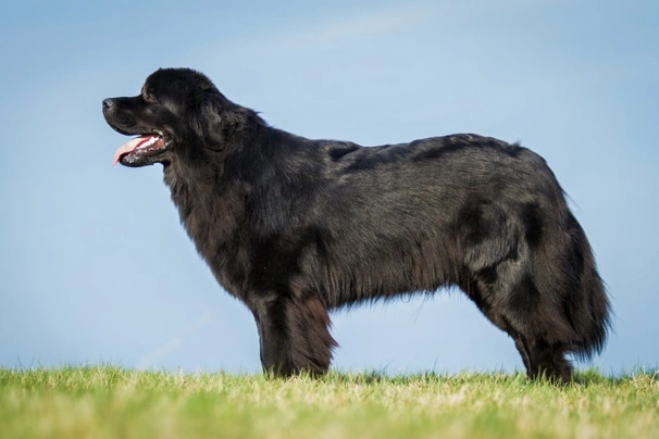 Newfoundland Dogs Breed - Information, Temperament, Size & Price | Pets4Homes