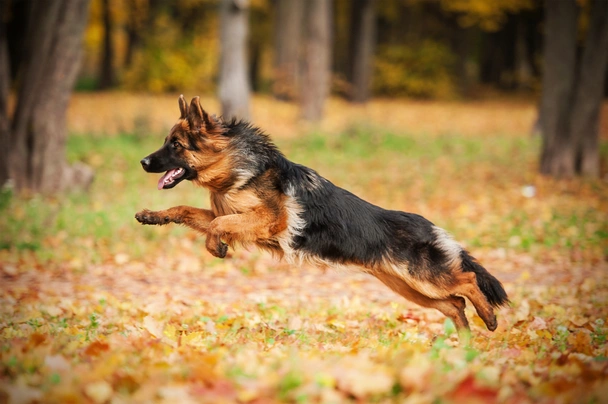 Německý ovčák Dogs Plemeno / Druh: Povaha, Délka života & Cena | iFauna