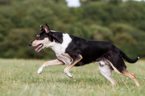 Schotse Herdershond korthaar Dogs Ras: Karakter, Levensduur & Prijs | Puppyplaats