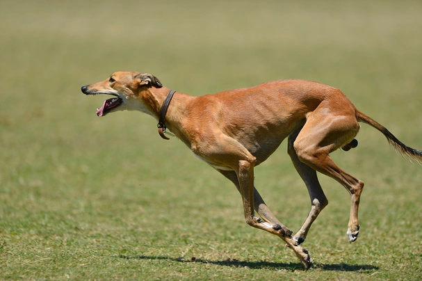 Greyhound Dogs Informace - velikost, povaha, délka života & cena | iFauna