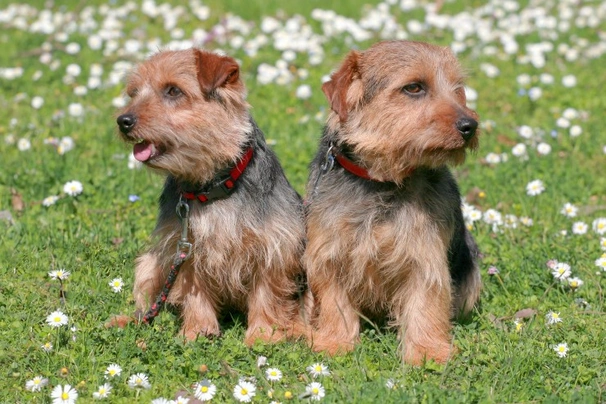 Norfolk Terrier Dogs Raza - Características, Fotos & Precio | MundoAnimalia