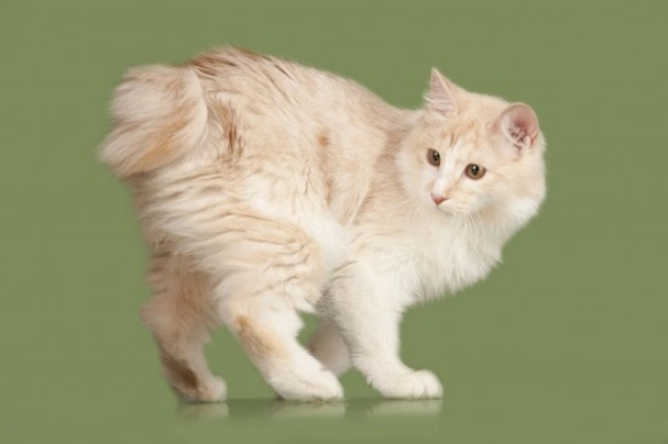 Kurilian store bobtail shorthair