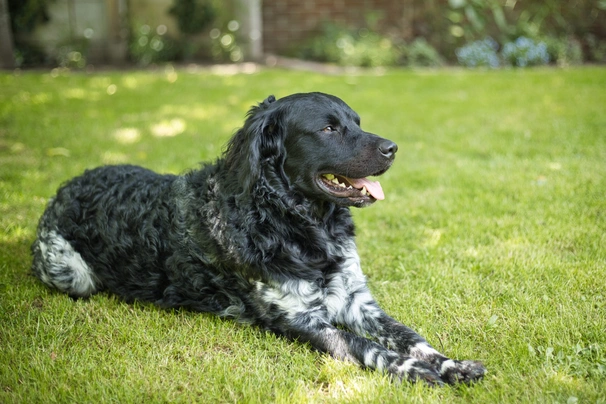 Holandský vodní pes Dogs Informace - velikost, povaha, délka života & cena | iFauna