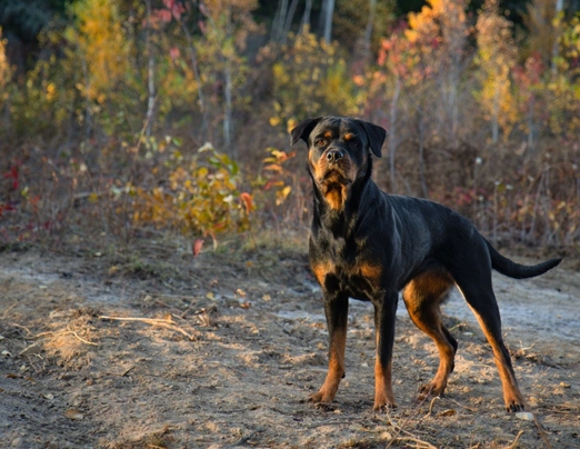 Rottweiler Dogs Raza - Características, Fotos & Precio | MundoAnimalia