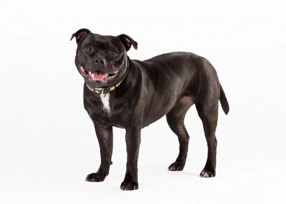 Staffordshire bull sales terrier pets4homes