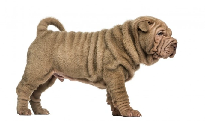 Shar Pei Dogs Breed - Information, Temperament, Size & Price | Pets4Homes