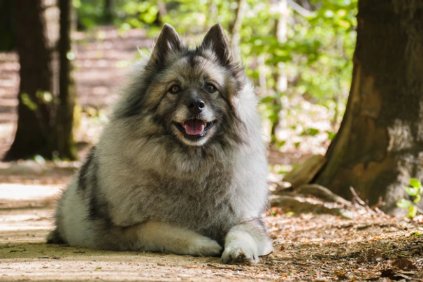 Miniature keeshond store