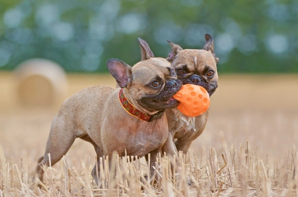 Francouzský buldoček Dogs Informace - velikost, povaha, délka života & cena | iFauna