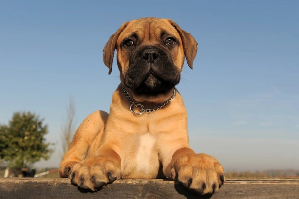 Miniature sales bull mastiff