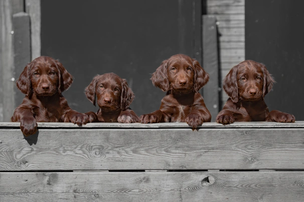 German longhaired pointer outlet puppies