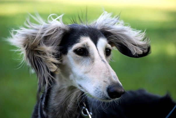 Saluki Dogs Ras: Karakter, Levensduur & Prijs | Puppyplaats