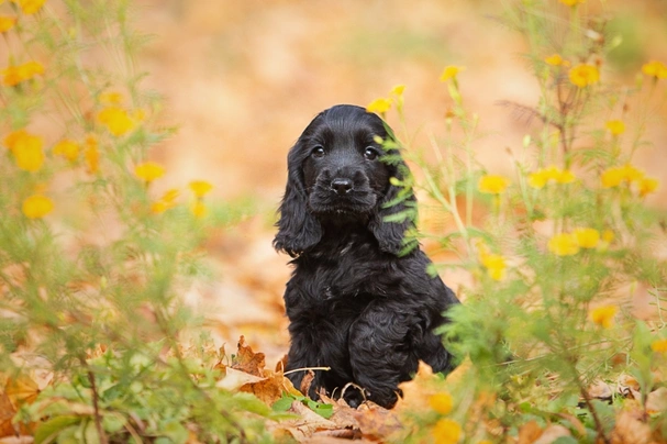 Cocker Spaniel Dogs Breed - Information, Temperament, Size & Price | Pets4Homes
